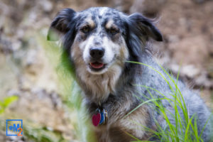 ballzapallooza-4-photo-epic-dog-2