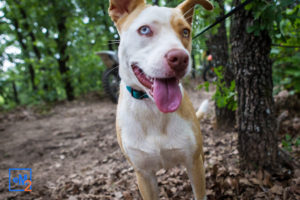 ballzapallooza-4-photo-epic-dog